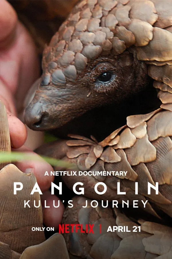 Xem Phim Loài Tê Tê: Hành Trình Của Kulu Vietsub HD Online